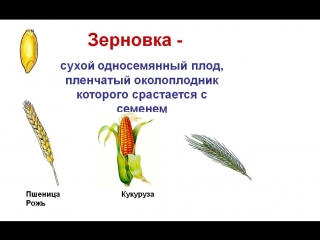 video звёздные ильи прикольное видео kiruhi4 videos sex