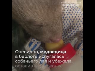 video в ленинградской области лайка принесла домой детеныша который оказался медвежонком sex
