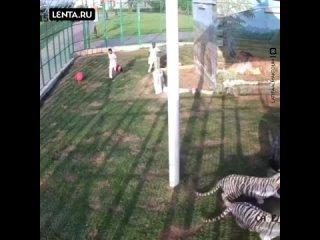 video невероятные приключения бездомного котёнка sex