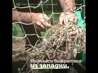 video бедняжка запутался в футбольной сетке sex