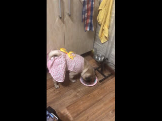 video поглощение праздничного ужина sex
