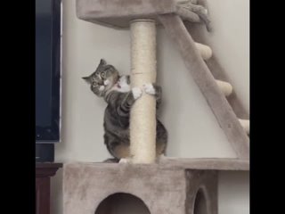 video video by коська прикольные и милые котики sex