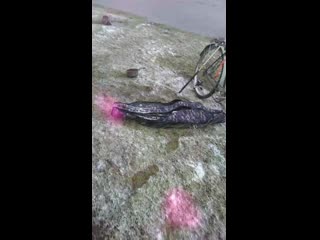 video old mov 0030 mp4 sex