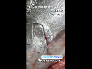 video видео от икра креветки краб севастополь sex