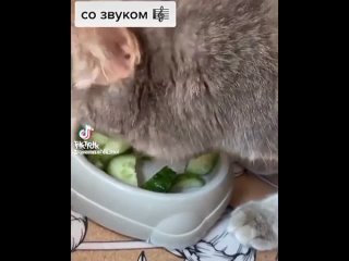 video любитель свеженьких огурчиков sex
