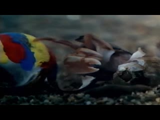 video ракушка рак отшельник 1996 короткометражка драма tove c sverdrup sex