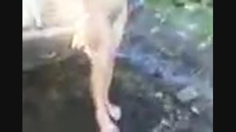 video заехали в лесок оторваться sex