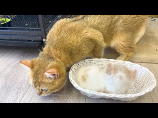 video папа кот обнюхивает маленького котенка sex