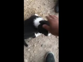 video puppy started barking at a man driving by and he stopped to help a poor stray that had its head stuck in a sex