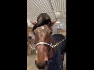 video this cat horsing around sex