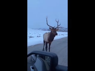 video challenging an elk to a duel sex