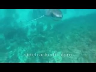 video dont activate his porn instinct its just a psychological game between human armed with gopro and snorkel vs white sex