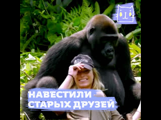 video огромные и нежные гориллы обнимают девушку sex