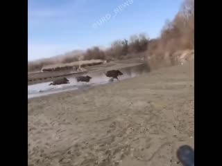 video бля патроны закончились sex