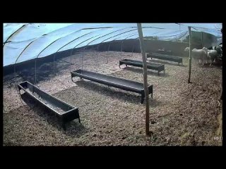video никакого авторитета среди подчиненных sex