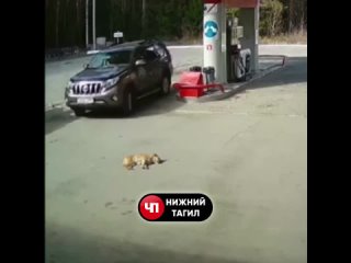 video 18 даже не остановился на серовском тракте на автозапрае водитель иномарки переехал молодые sex