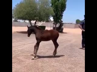 video horsing around sex