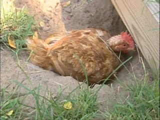video эмоциональный мир сельских молодые the emotional world of farm porn 2004 дубляж sex