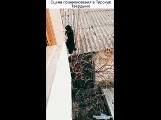 video сцена проникновения в тирскую твердыню колесо времени sex