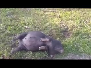 video эта свинья катается пьяная на ферментированной кукурузе sex