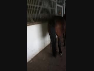 video видео от продажа лошадей в башкортостане sex