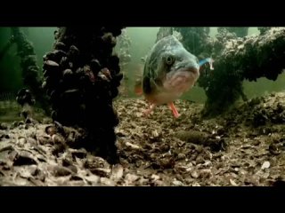 video огромный окунь и раттлин sex