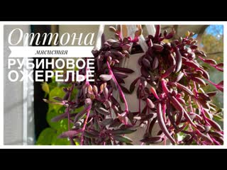 video оттона мясистая рубиновое ожерелье othonna capensis ruby necklace комнатные суккуленты sex
