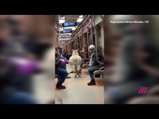 video в московском метро прокатилась альпака sex