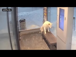 video 宅男福利pr社极品网红少女我是你可爱的小猫之被哥哥把pp打红 vid 20211209 030948 488 mp4 sex