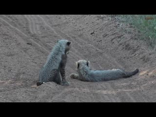 video wildearth непослушные молодые раздражают маму гепарда sex