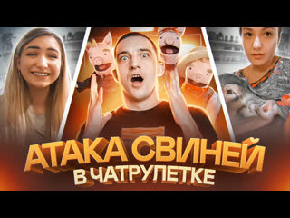 video бежим свинья развели озвучкера в чат рулетке sex