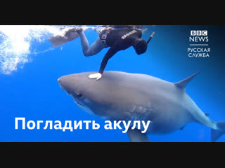 video дайвинг с беременной белой акулой sex