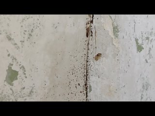video замазывать в полу щели обязательно sex