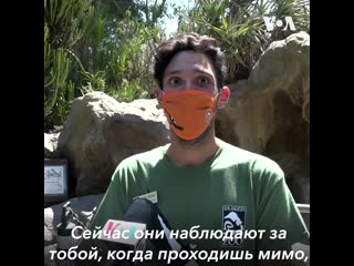 video они наблюдают за тобой когда проходишь мимо приближаются смотрят в глаза это очень трогательно sex