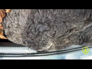 video узбеки возили по петербургу баранов в каршеринге из пяти узбеков только у двоих было разрешение на нахождение в рф sex