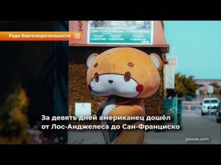 video парень в костюме плюшевого мишки прошёл около 800 километров ради благотворительности sex
