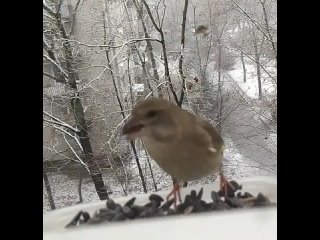 video кормушка 2 сезон 3 серия наглые зеленушки заглянули к синичкам на банкет sex