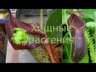 video хищные растения не хотелось бы встретить эти растения на своем пути удивительное рядом sex