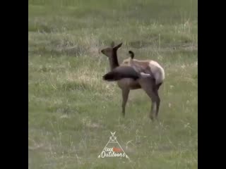 video elk goes after geese and eats their goslings sex