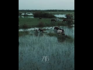 video ztb video 20200512 17 mp4 sex