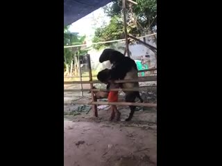 video а нехуй было ебать баранов в горах sex