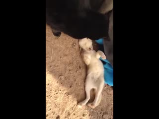 video фенек фокс воссоединяется со своим лучшим другом котом вильямом sex