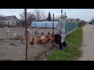 video видео от прикольчики и не только sex