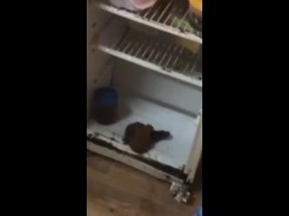 video видео от прикольчики и не только sex