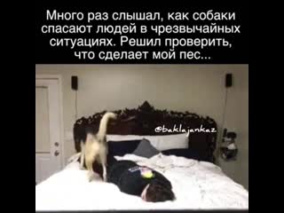 video видео от прикольчики и не только sex