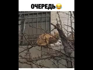 video видео от прикольчики и не только sex