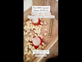 video daughter vid 105690222 045609 019 mp4 sex