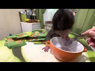 video люська орёт истошным криком чтобы ей дали кашу и я не удержалась sex