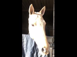 video horsing around sex