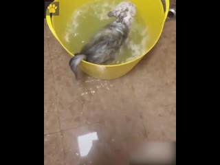 video любитель принимать ванну sex